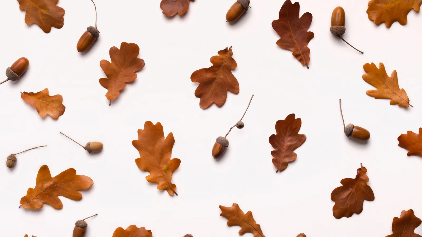 Autumn oak leaves and acorns arranged on a dark background