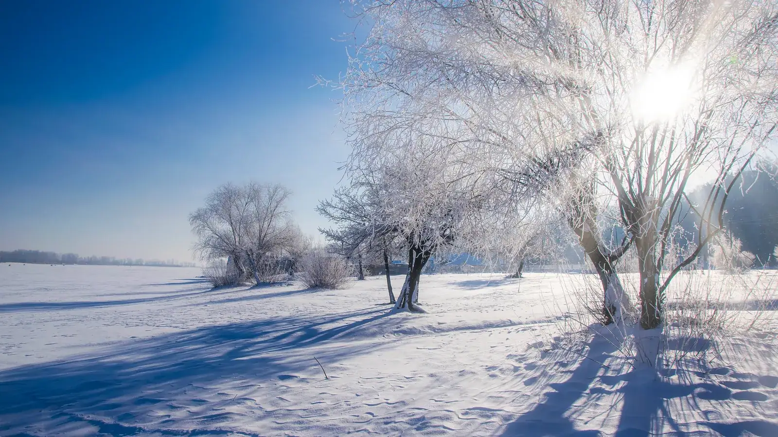 Frost-covered trees on a snowy meadow under a blue sky