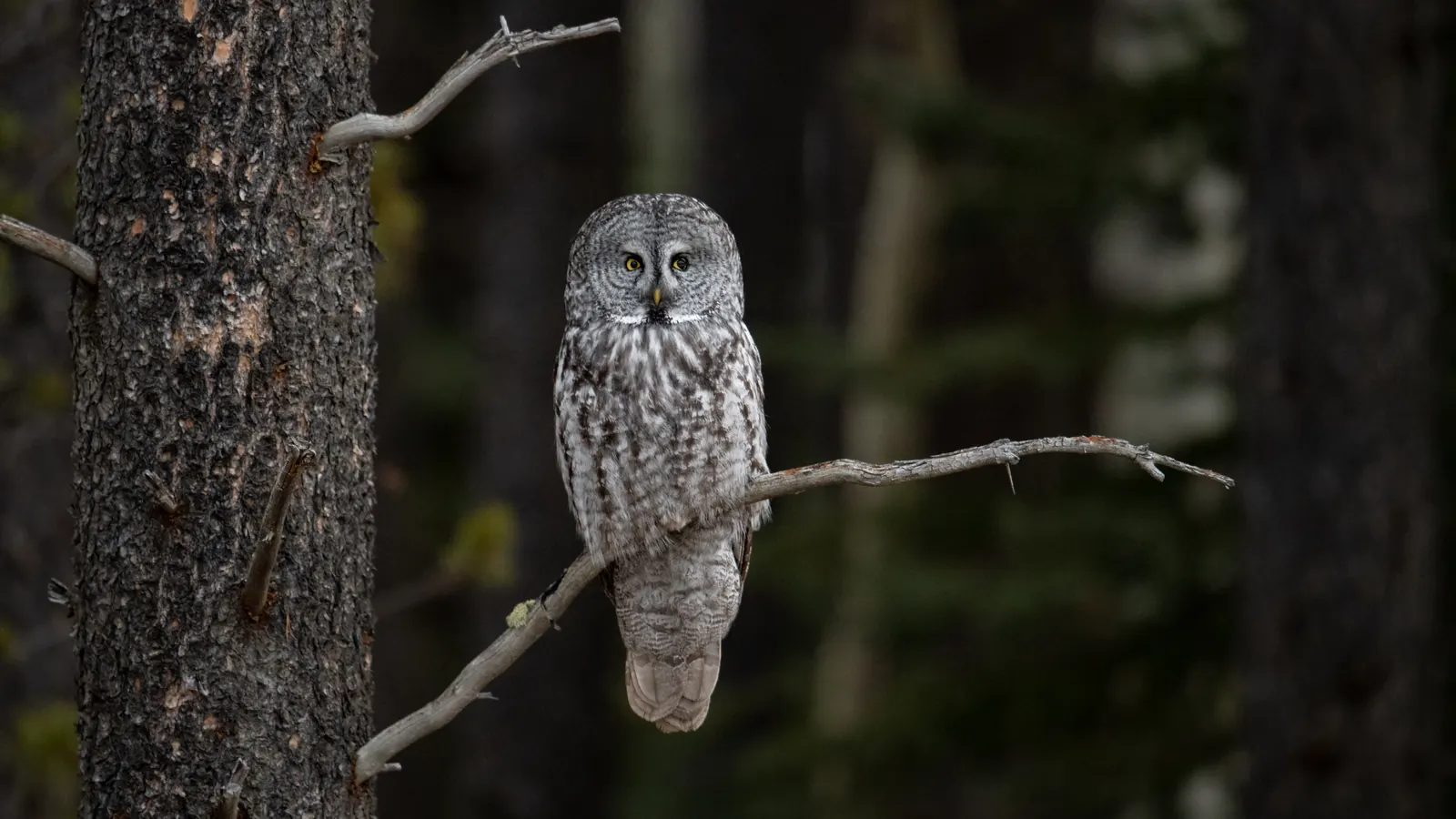 A great gray owl perched on a bare branch in a dark forest