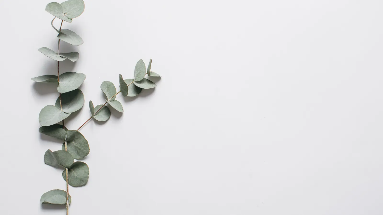 Eucalyptus branches with rounded green leaves on a plain white background