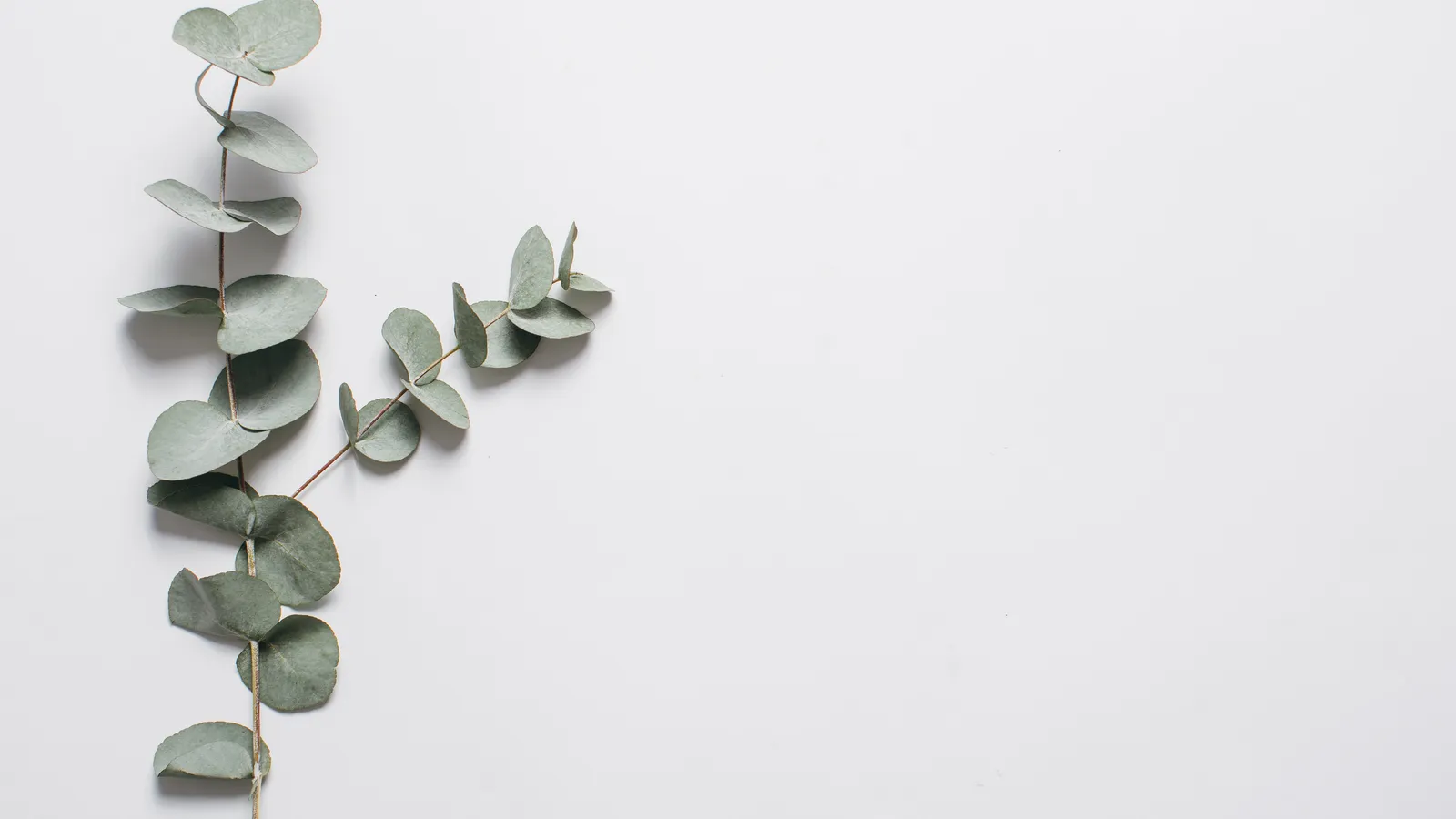 Eucalyptus branches with rounded green leaves on a plain white background