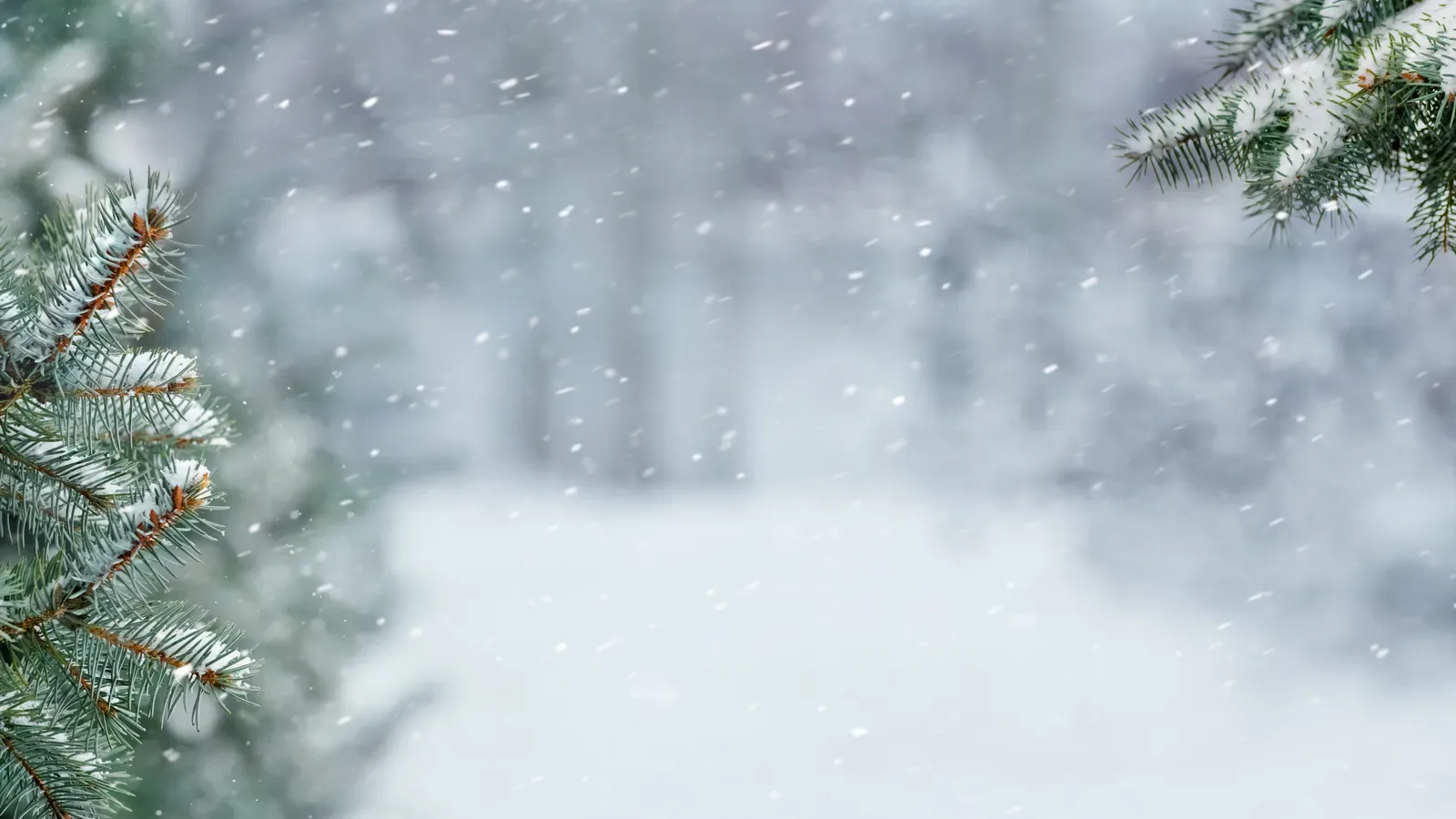 Snow-covered spruce branches in a winter forest