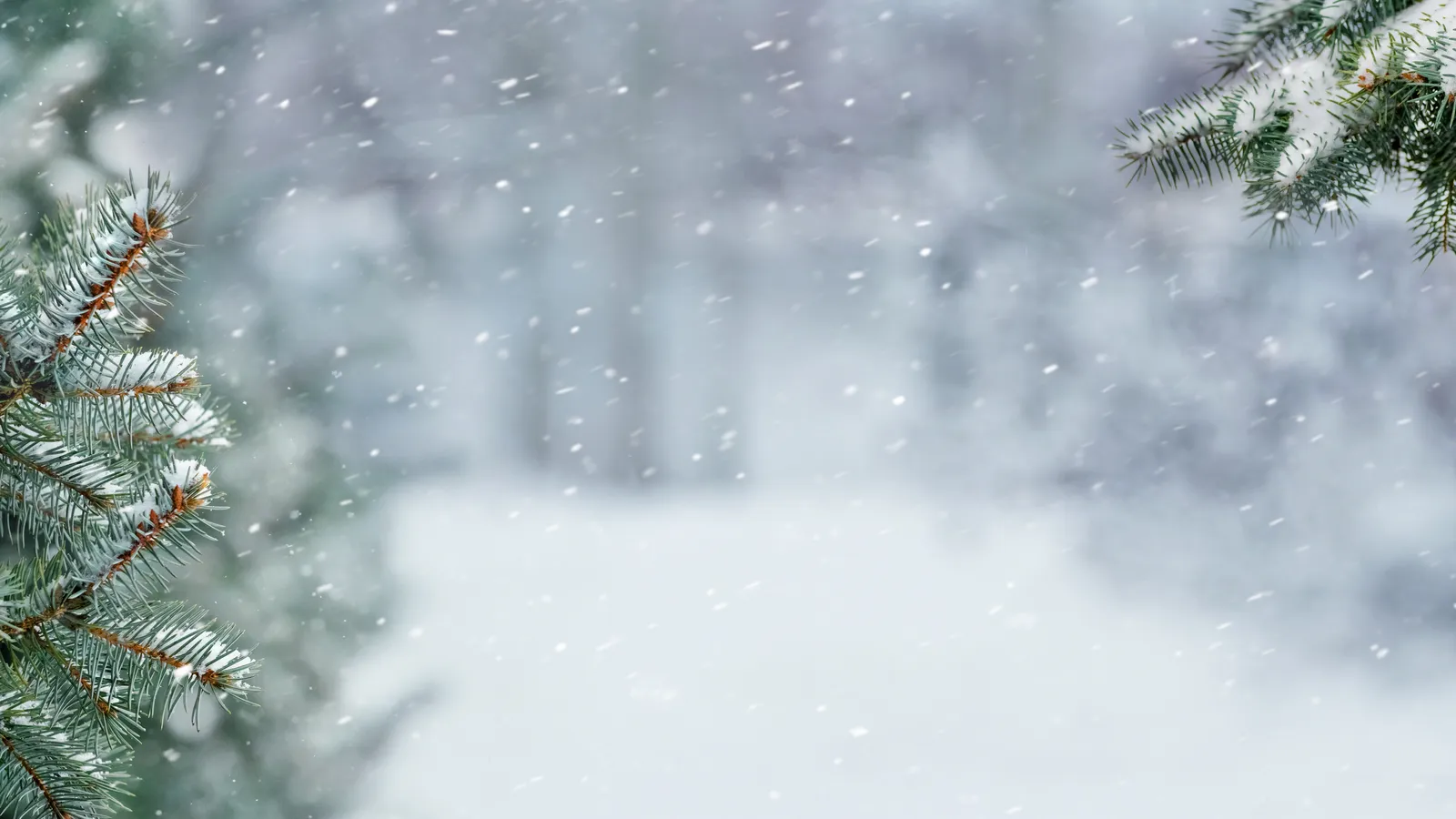 Snow-covered spruce branches in a winter forest